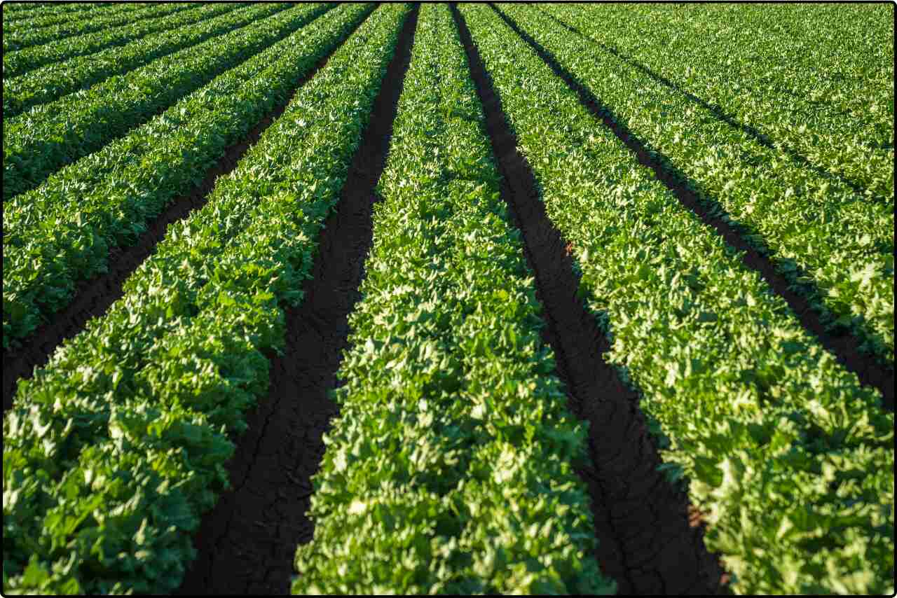 Overhead shot of a lettuce farm with rows of lettuce neatly planted in parallel, showing a well-maintained crop layout.